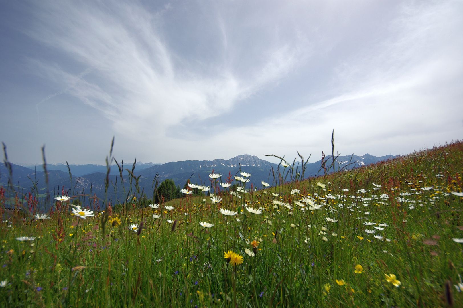 Blumenwiese Aussicht