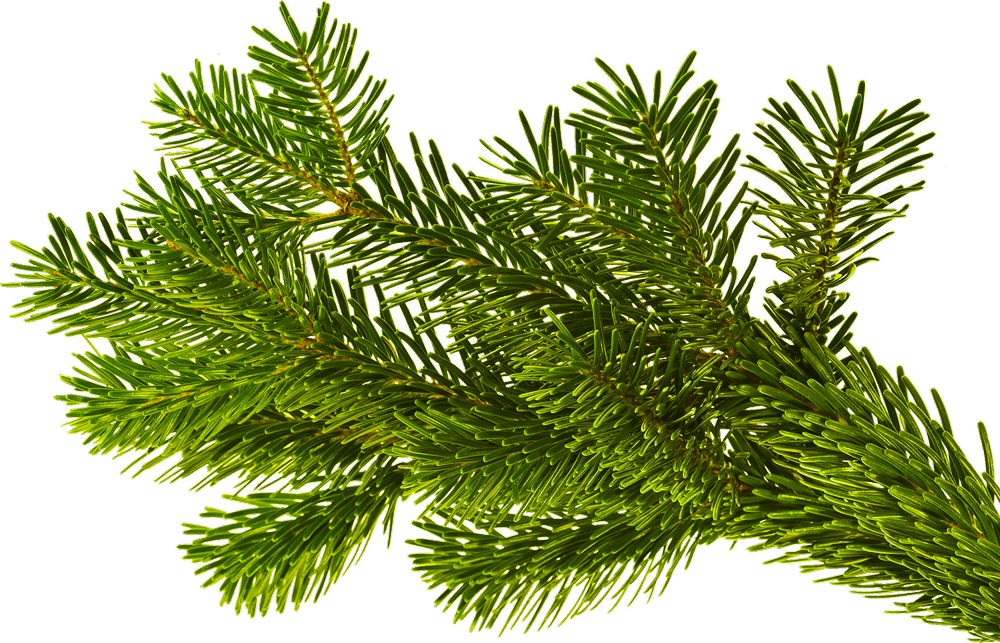 Ein frischer, leuchtend grüner Kiefernzweig mit dünnen, nadelartigen Blättern, die dicht angeordnet sind und seine natürliche Schönheit zur Geltung bringen.