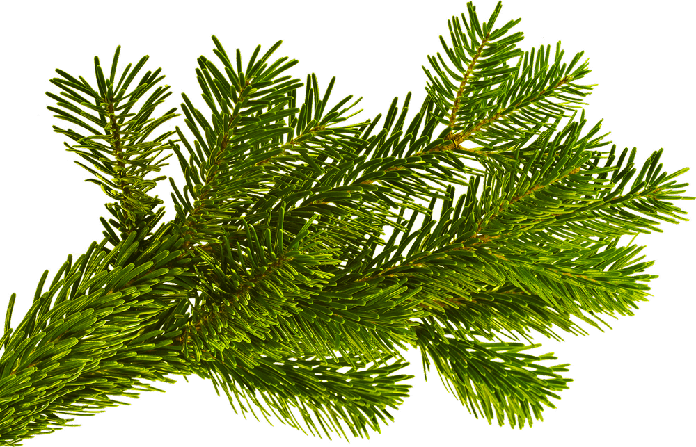 Ein frischer, leuchtend grüner Kiefernzweig mit dünnen, nadelartigen Blättern, die dicht angeordnet sind und seine natürliche Schönheit zur Geltung bringen.