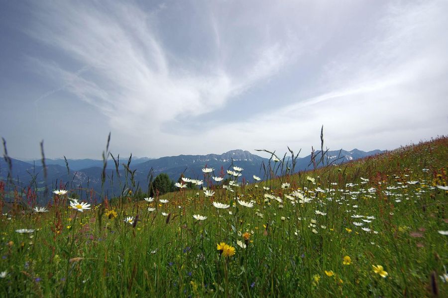 Eine lebendige Wiese voller blühender Wildblumen vor der Kulisse der fernen Berge unter einem sanft bewölkten Himmel.