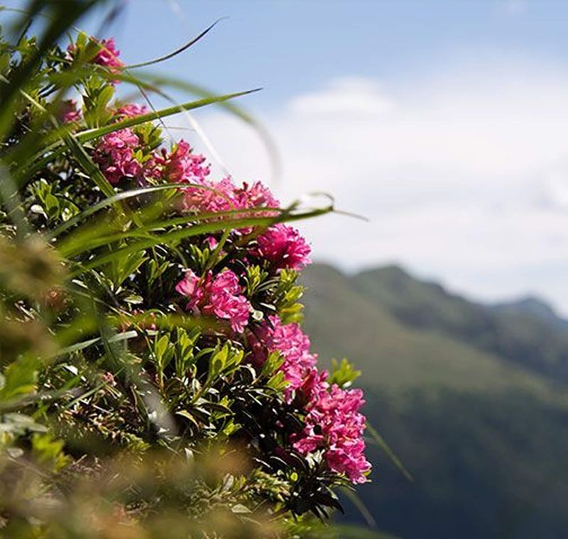 Blühende rosa Blumen inmitten von grünem Laub vor einer malerischen Bergkulisse und einem strahlend blauen Himmel.